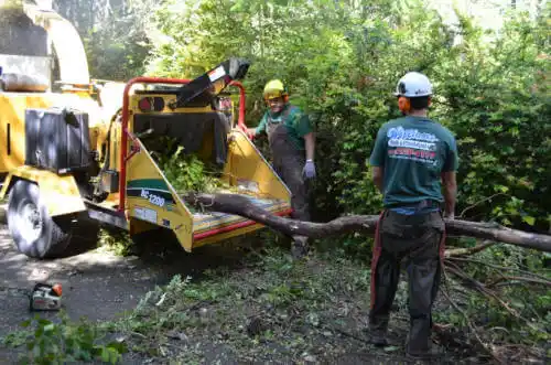 tree services Sweetwater